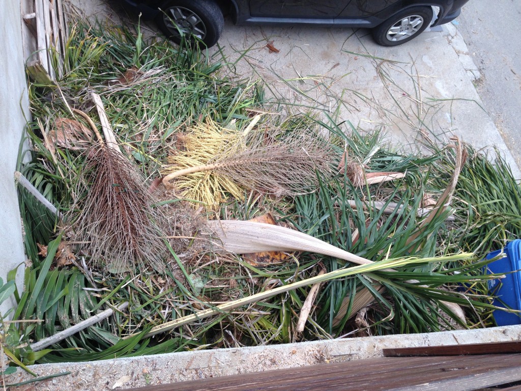 palm remains